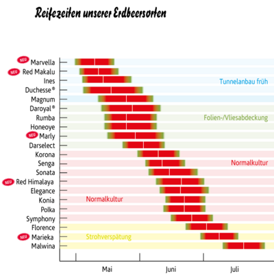 Verfügbare Erdbeersorten nach Reifezeit